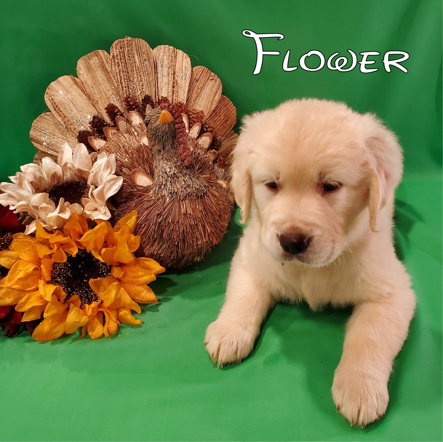 Loyal 2 The Bone Golden Retrievers, Bossier City, LA