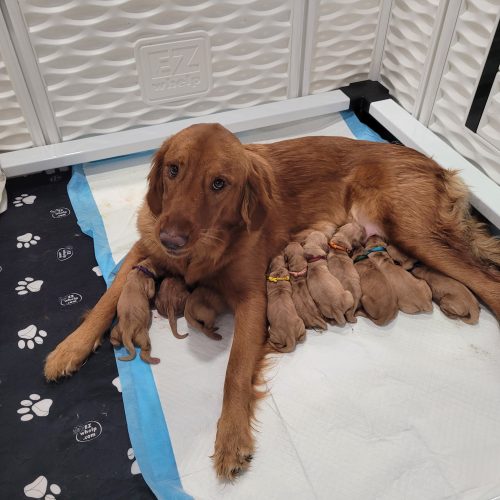 Reba with her new litter