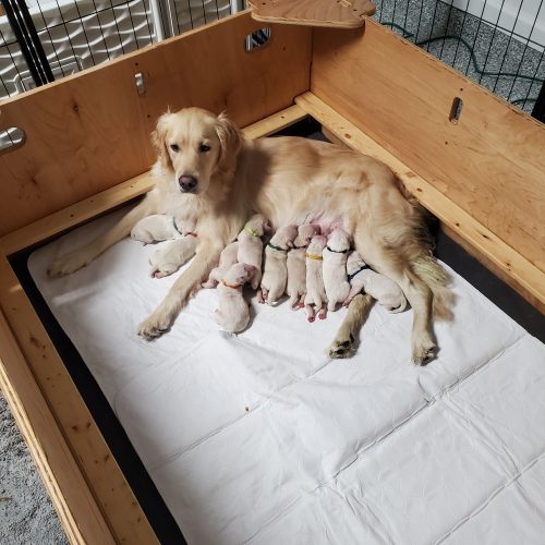 Bailey with her new litter